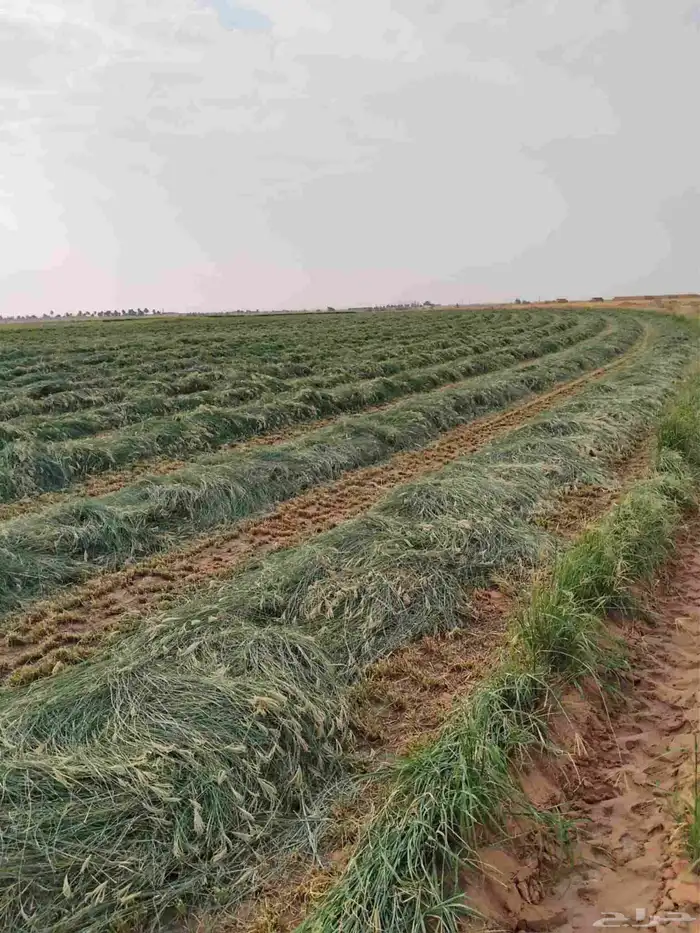 لفات رودس جديدة التبين بعد ثلاث يوم 1