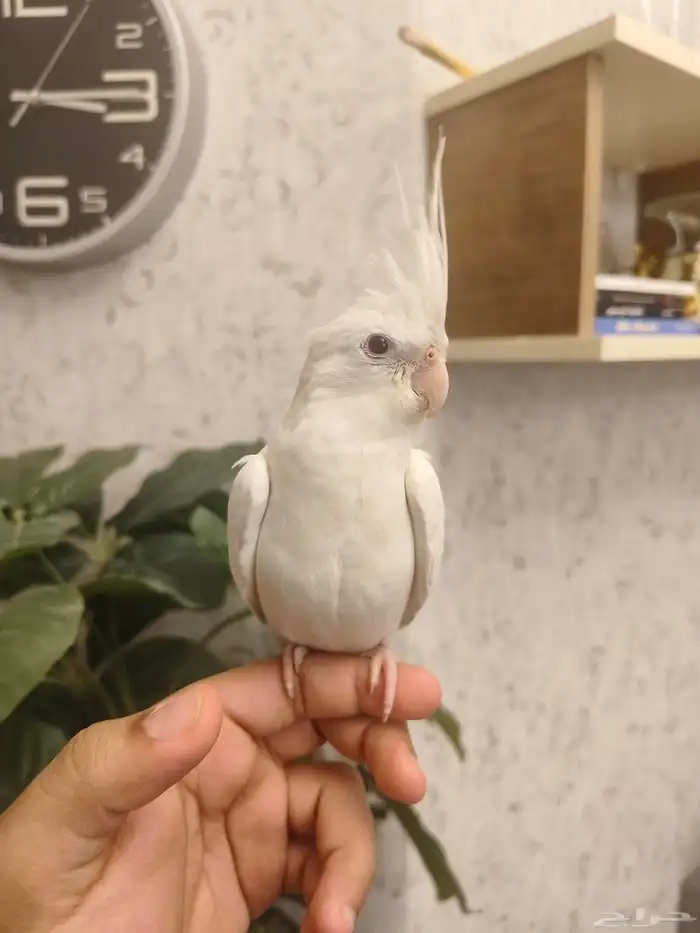 ((تم البيع))كروان البينو الييف وهدد ومغرد(مغني) 1