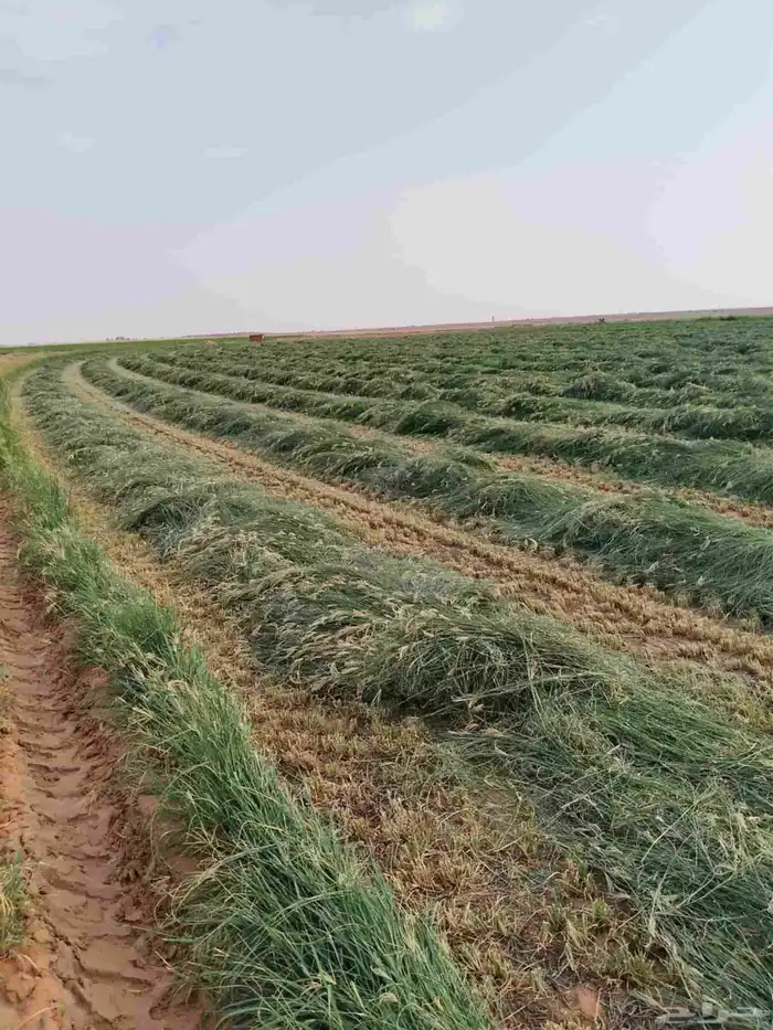 لفات رودس جديدة التبين بعد ثلاث يوم 3