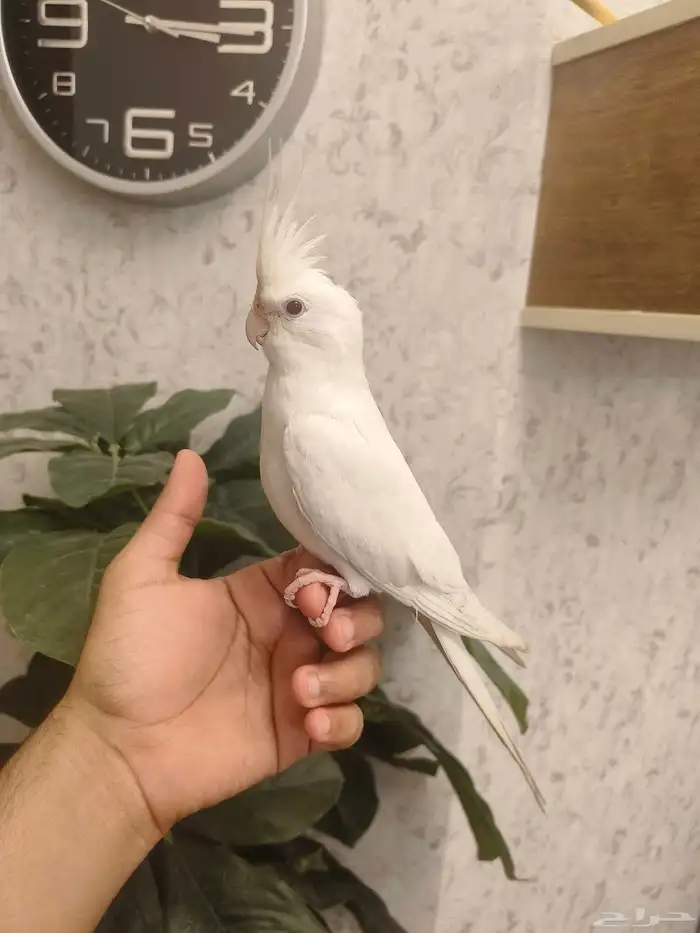 ((تم البيع))كروان البينو الييف وهدد ومغرد(مغني) 3