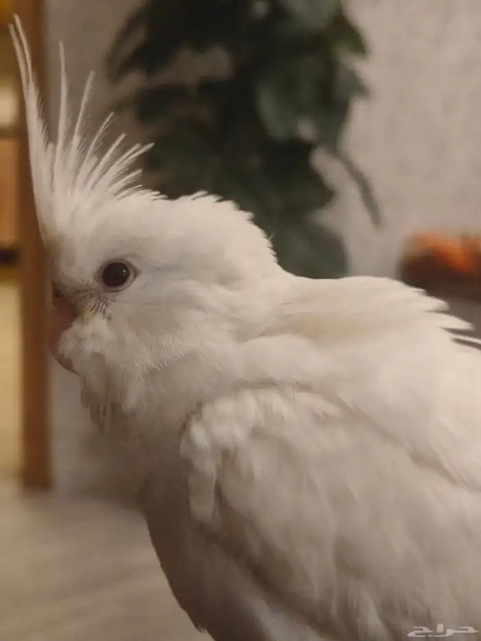 ((تم البيع))كروان البينو الييف وهدد ومغرد(مغني) 6