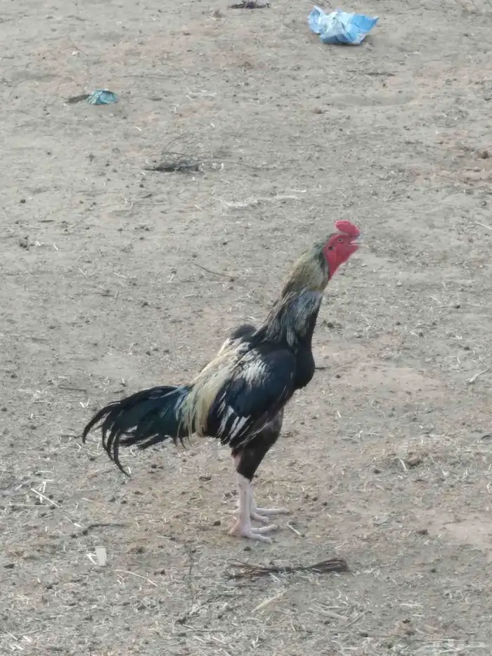 للبيع دجاج باكستاني سندي طقم 5
