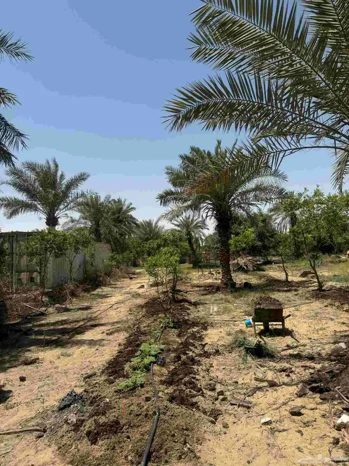 ارض زراعي للبيع الجبيل الصناعيه 7