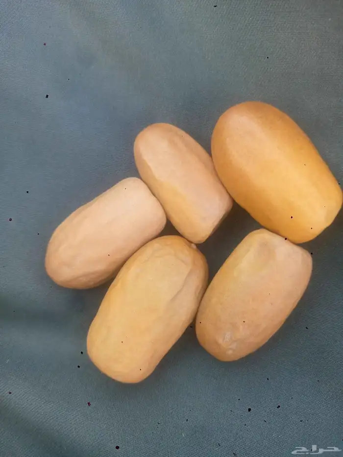 ابومحمدلبيع الفسايل 0