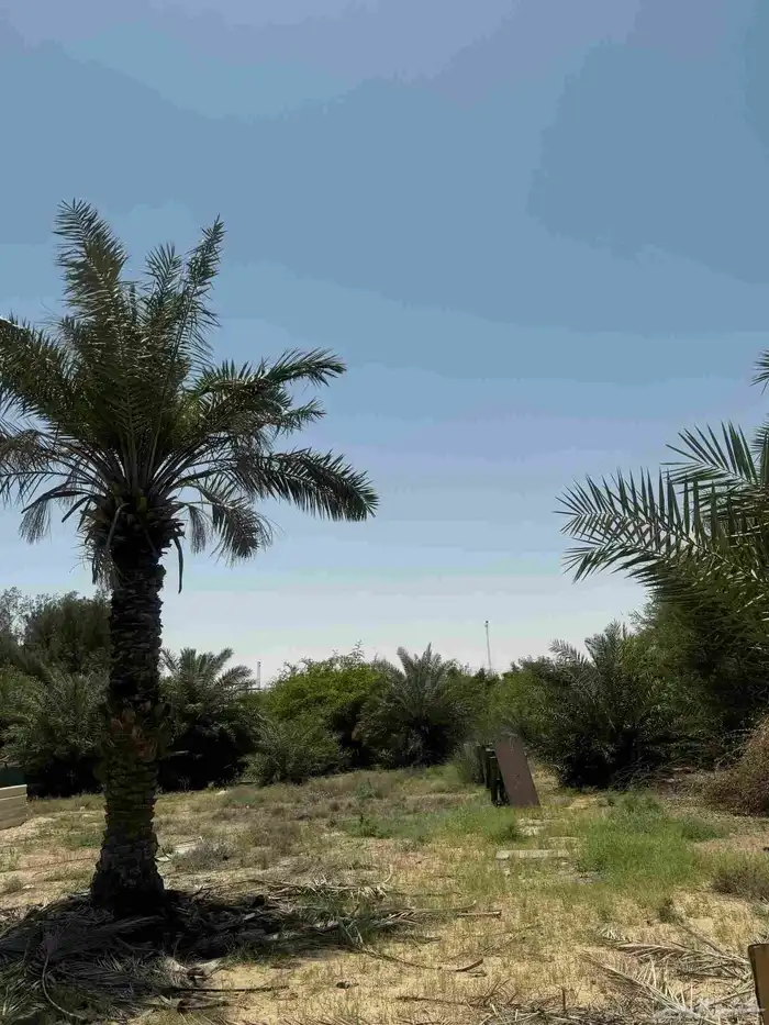 ارض زراعي للبيع الجبيل الصناعيه 6