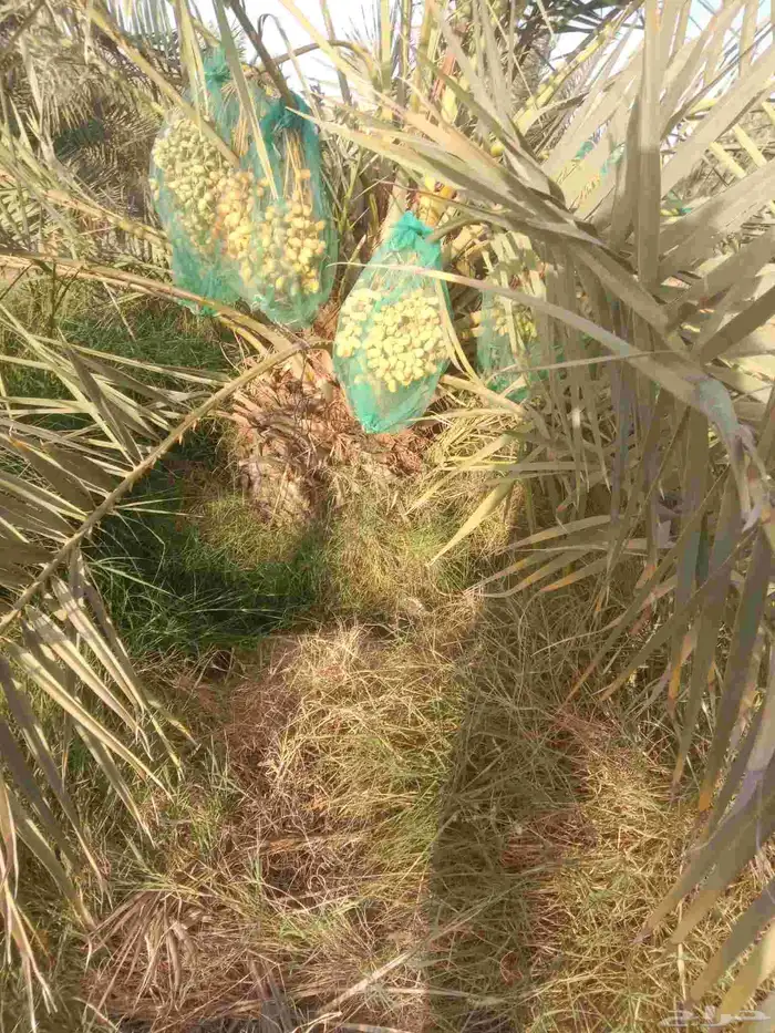 فروخ حيش خلاص عجوه صقعي برحي برني صفاوى مجدول مجذر مراكن 1