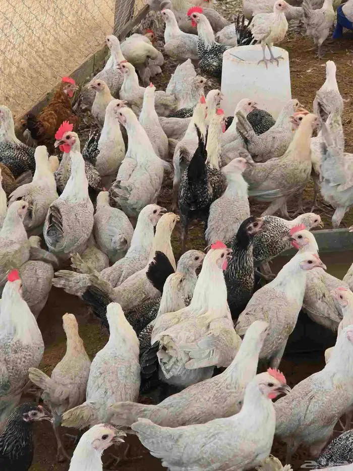 دجاج فيومي المونيوم بشاير اكبرمن 3 شهور 7