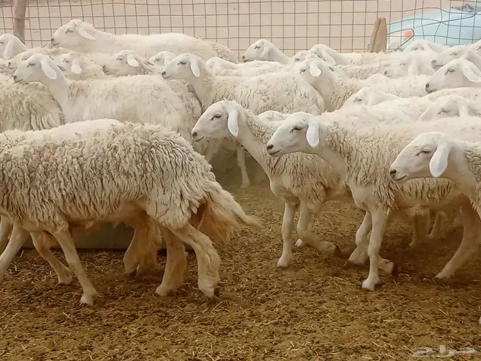 رخال حريه 3