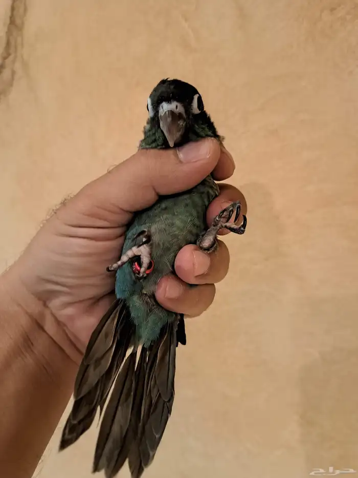 فرخ كنيور بلو شيك تم البيع 1