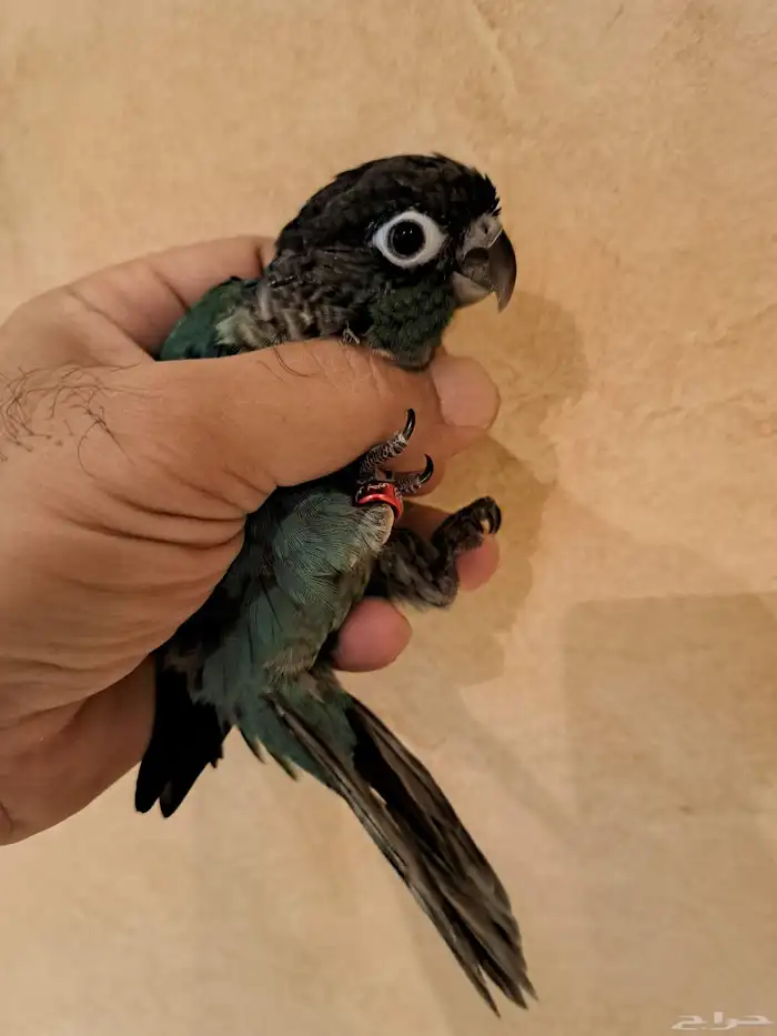 فرخ كنيور بلو شيك تم البيع 4