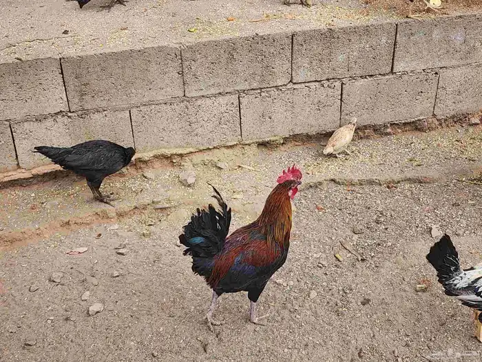 دجاج بلدي و اندونيسي للبيع 6