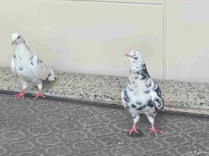 حمام قطيفي جو بفروخمهم 15