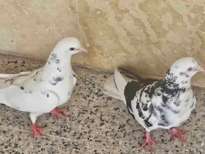 حمام قطيفي جو بفروخمهم index