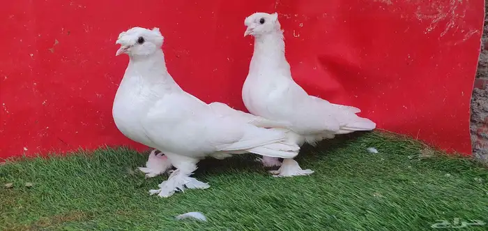 حمام تركي ...تم البيع ... 4