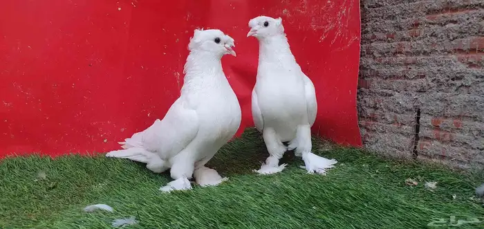 حمام تركي ...تم البيع ... 1