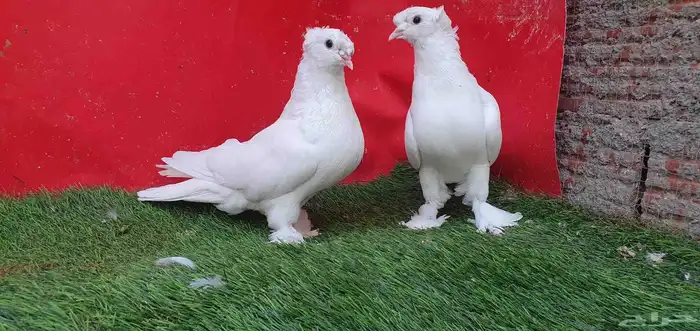 حمام تركي ...تم البيع ... 3