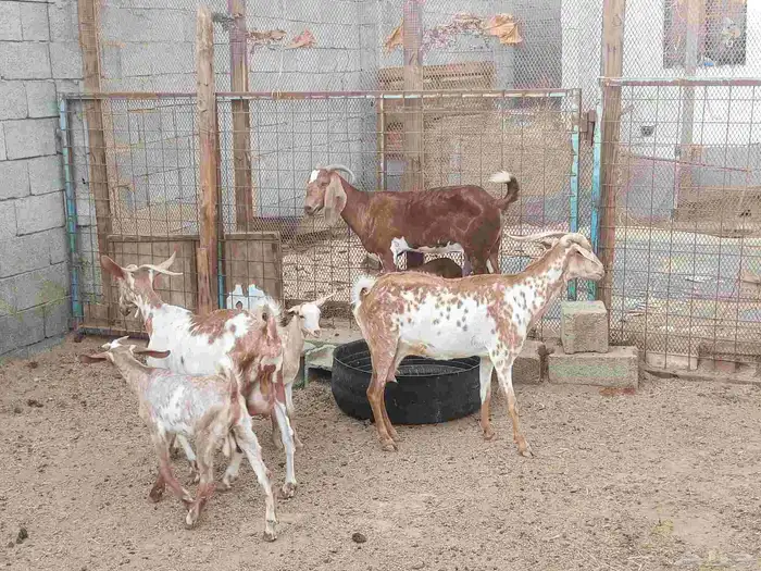 معزا خلفات. 2