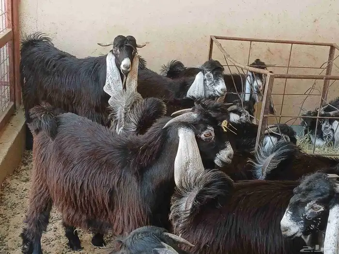 تيوس تيس عوارض 3