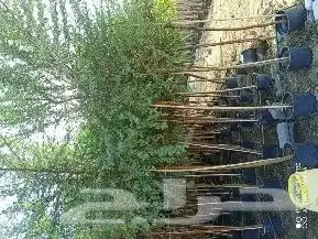 نخل واشنطونيا الزينه بجميع المقاسات 10