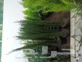 نخل واشنطونيا الزينه بجميع المقاسات 11