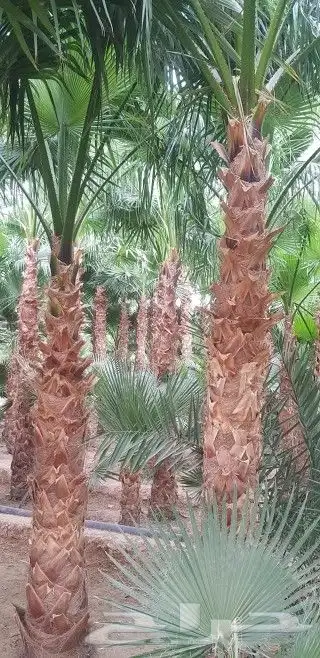 نخل زينه واشنطني نخيل واشنطنيا نخيل واشنطني 4