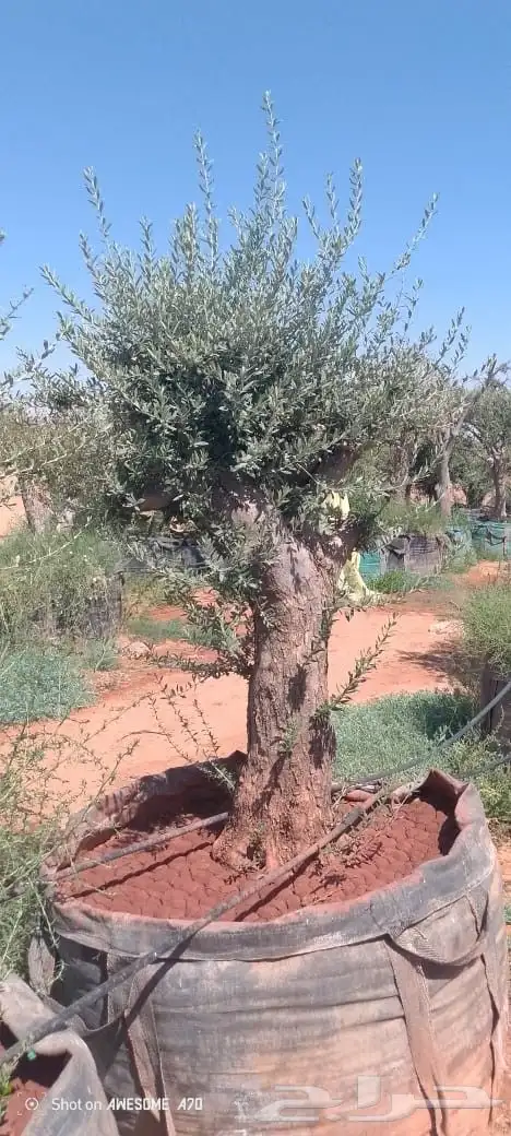 شجر زيتون 8