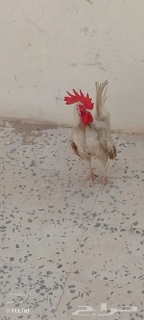 ديك 0