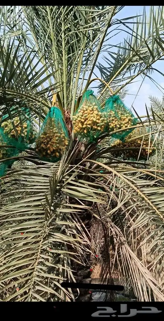 لدينا 2000 خلاص للبيع الثمره من حب يتواصل معنا 6