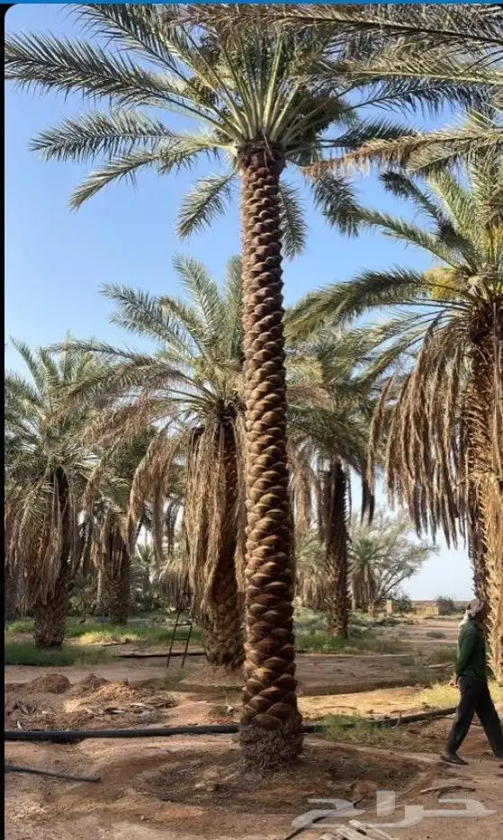 بنيان حجر ونخيل في انحاالمملكه 0
