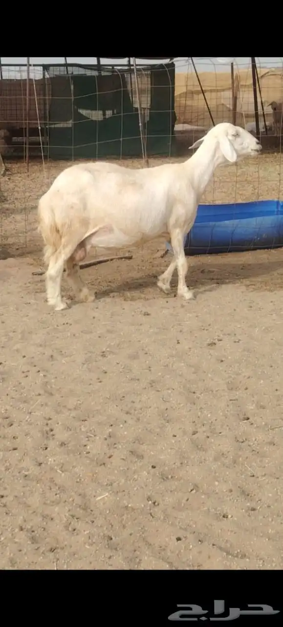 ضان حريات دفيع مفاصيل بتولد شرط 21معه الفحل 9