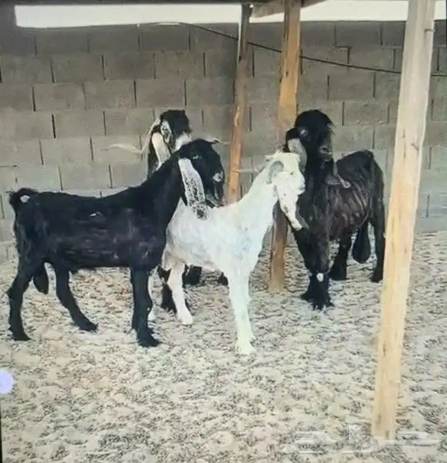 غنم وماعز للبيع 0
