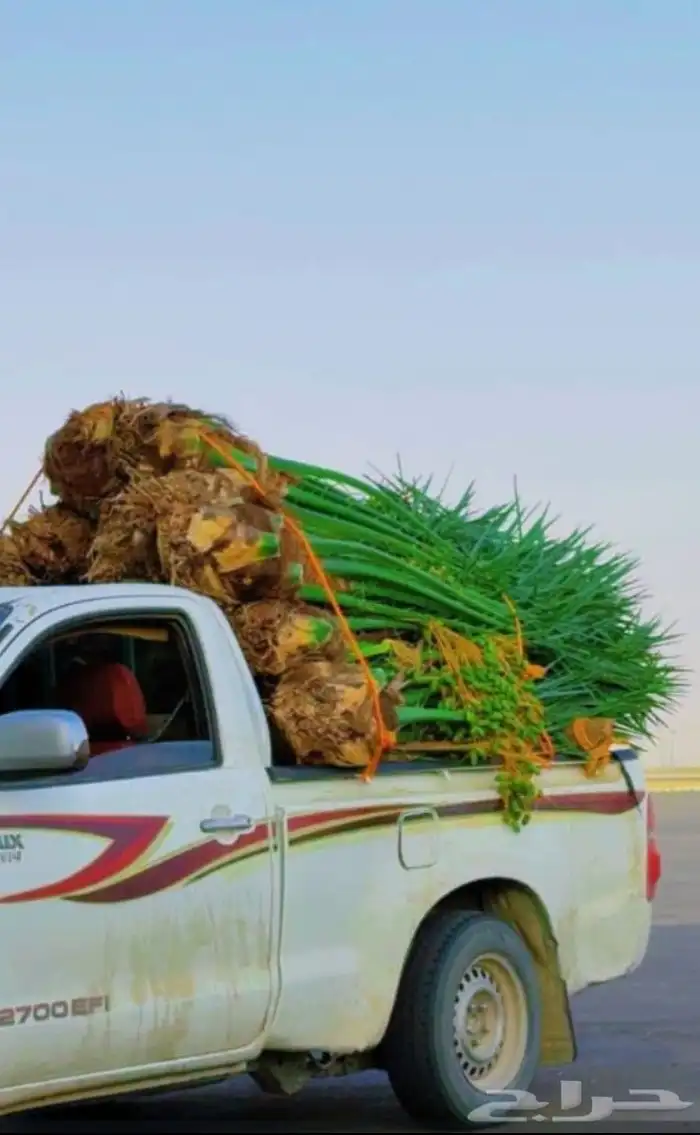 فروخ حيش خلاص عجوه صقعي برحي برني صفاوى مجدول مجذر مراكن 0