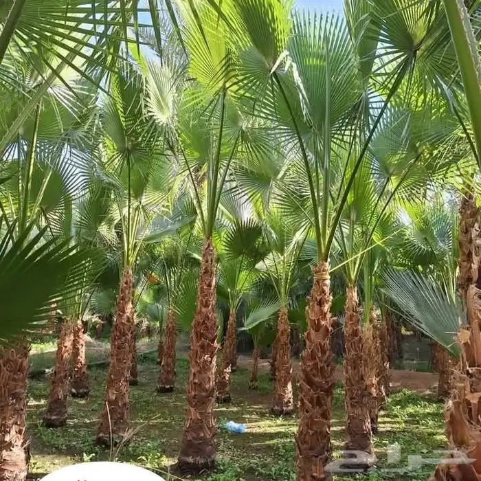 تنسيق حدائق 3