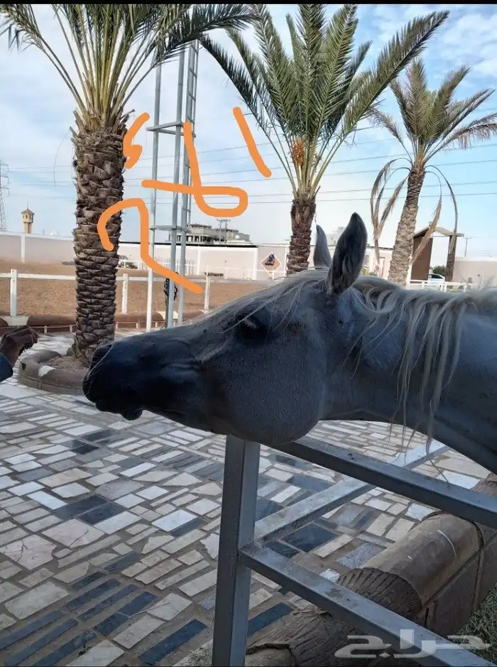 فرس عربيه ماكس بأوراق 16