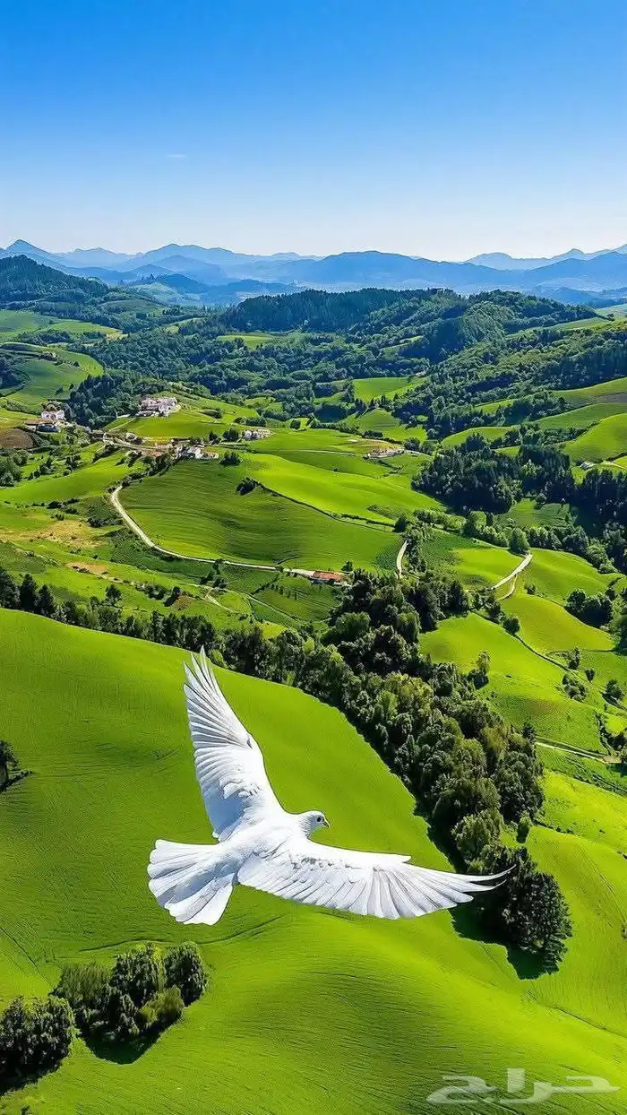 مقاول معماري بناء عضم تشطيب 0