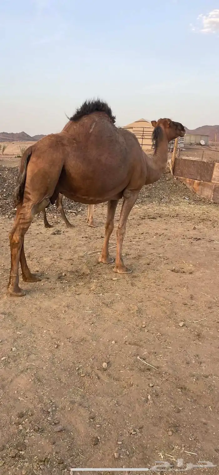 لقحه حمراء دهما للبيع الحد 6500 3