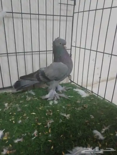المدينه index