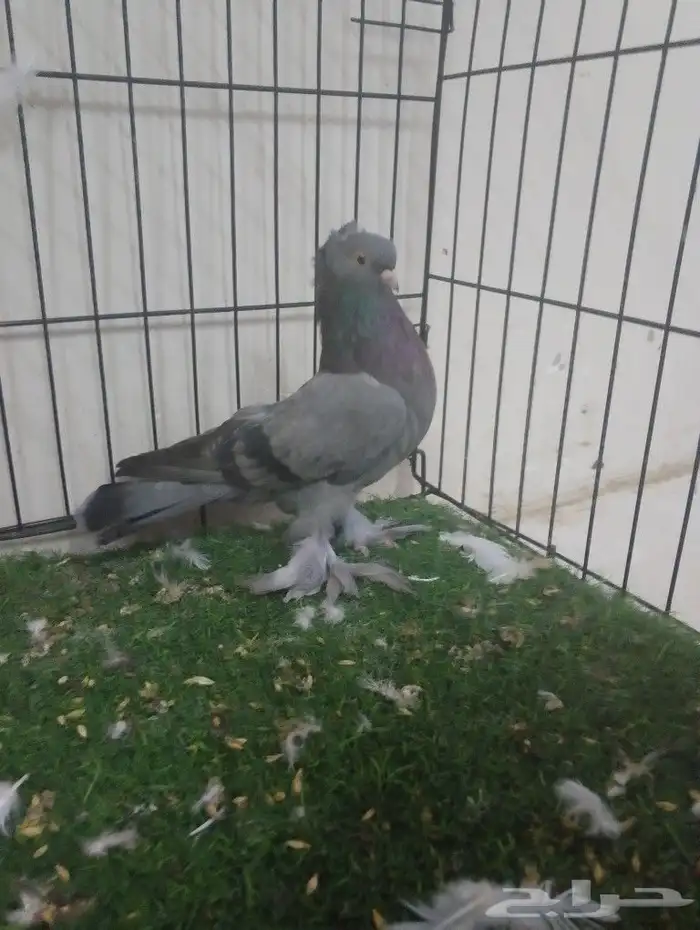 المدينه 1