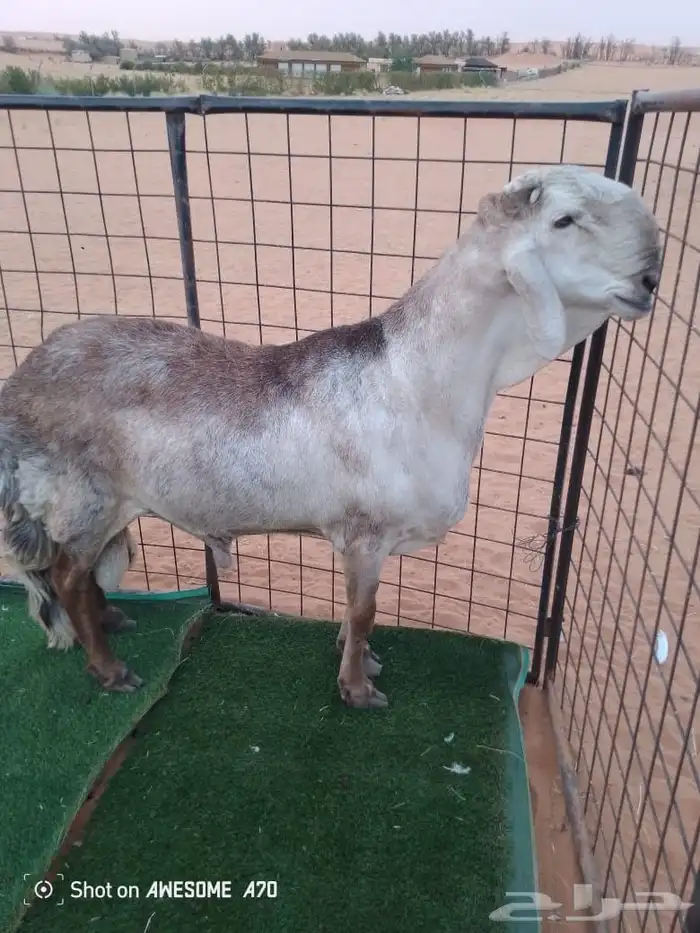 طليان سواكني 3.5 شهر. صحة ممتازة ومشاريع فحول 3