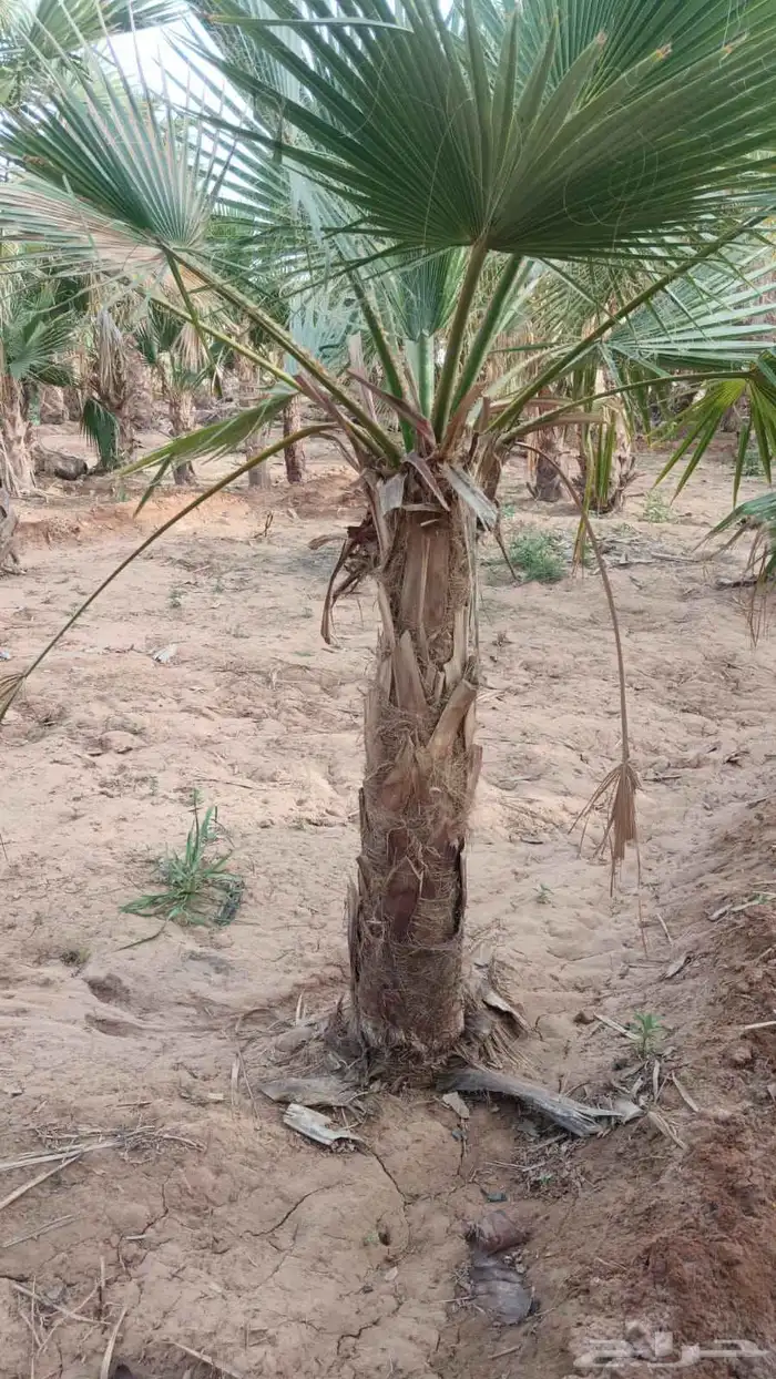 نخيل 4