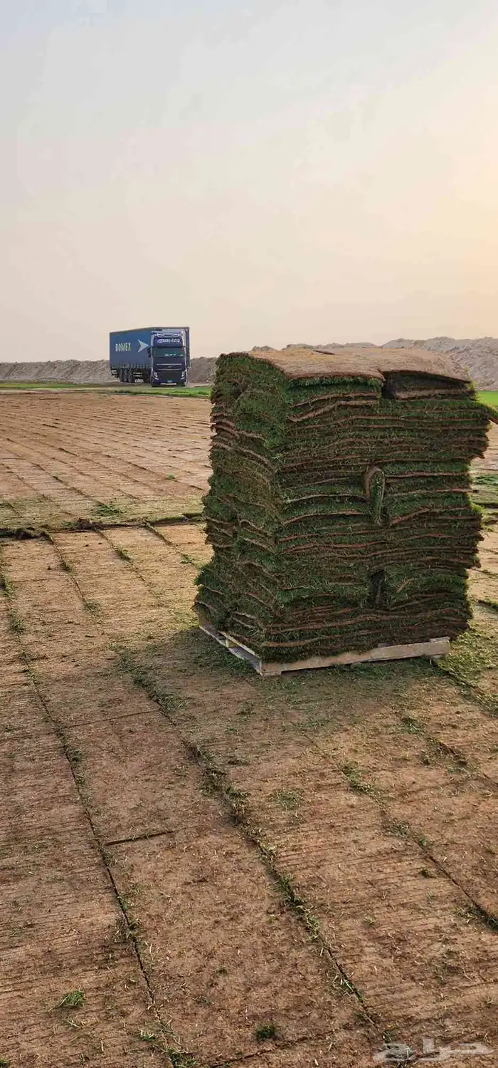 ثيل سي2000 صافي وخالي من الخلط والاعشاب الخرج الدلم 1