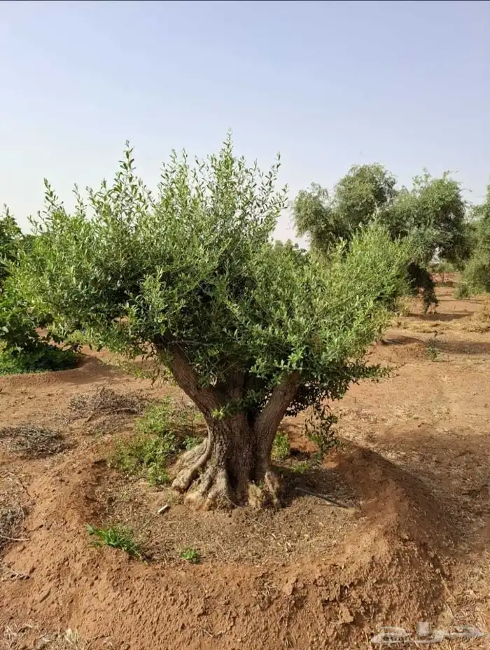 اشجار زيتون 0