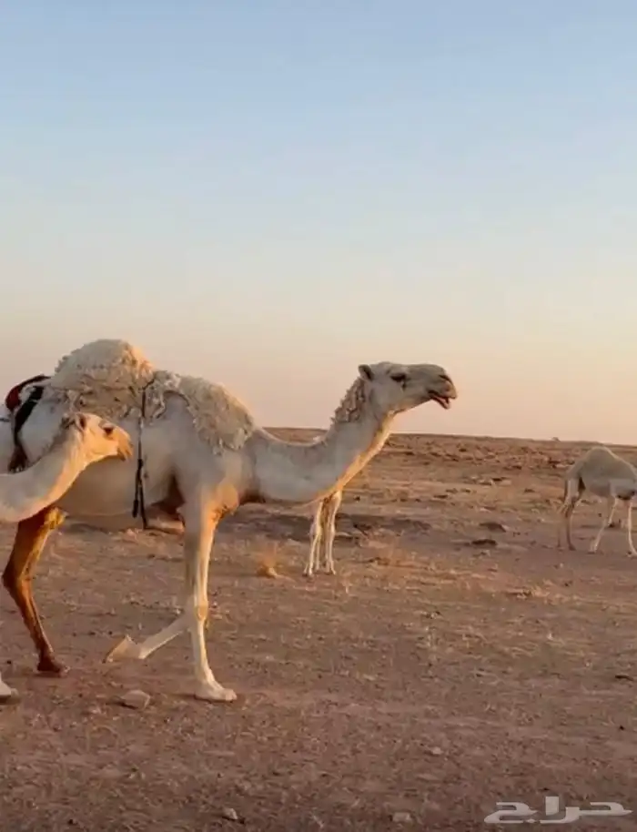 خلفه عونيه تحتها قعود سليمه عليها سوم 13.000 الف 1