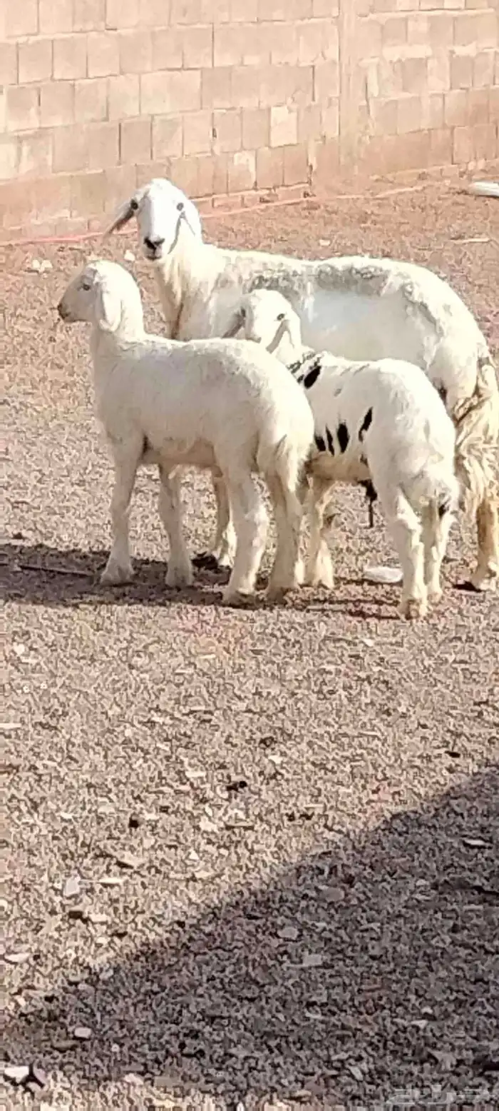 حريه والد توم خرفان عمرهم 3 أشهر 3