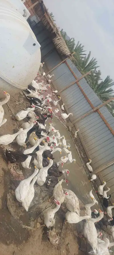 بط مكسوفي بط بكيني منتج وز عراقي index