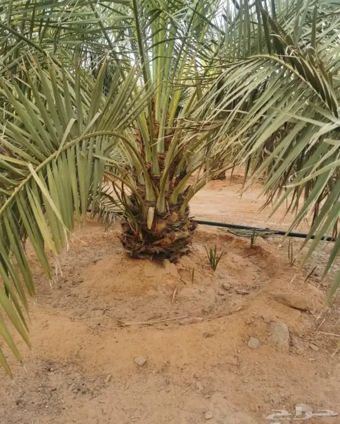 نخل مثمر للبيع نقايل فروخ فسائل نخيل واشنطني أشجار زينه 4