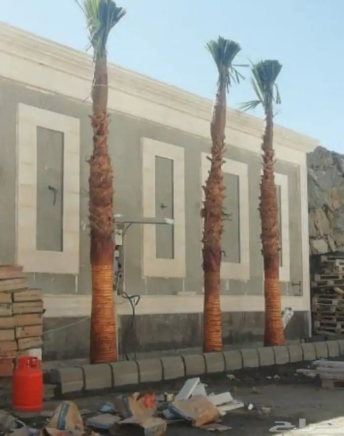 نخل واشنطني زينه 9