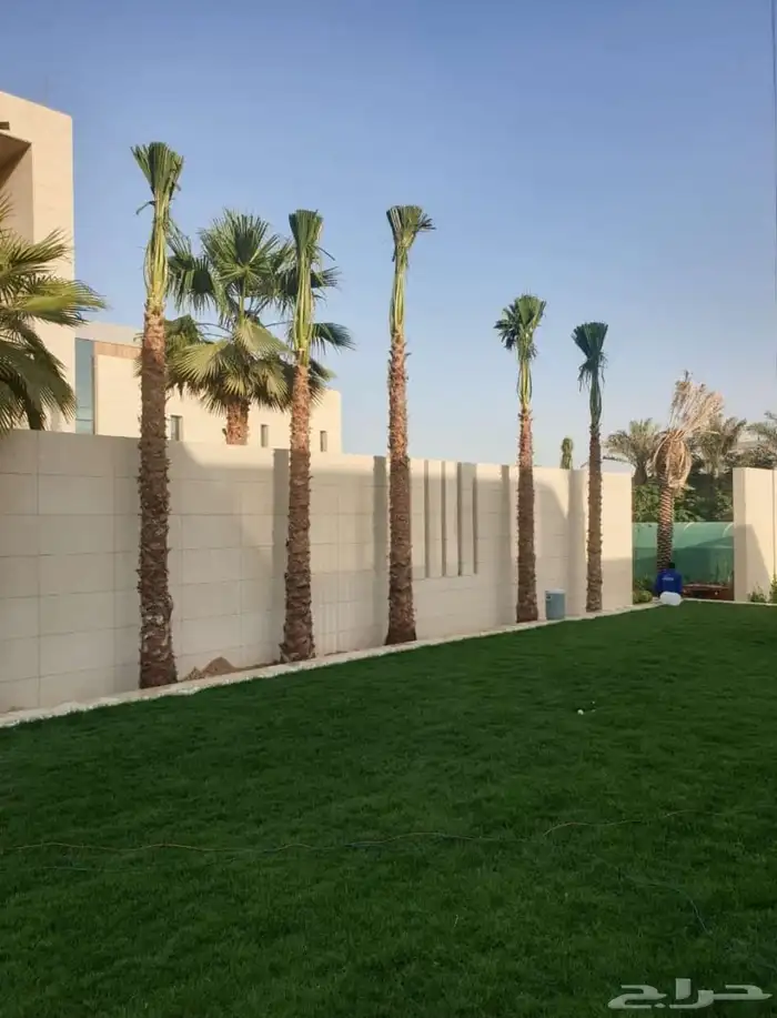 نخيل وشنطن ونخل عربي 3