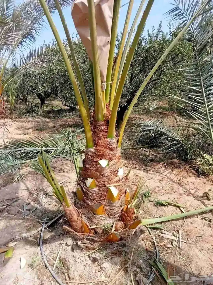 نخل وشبوك مقاول توريد وتركيب 3