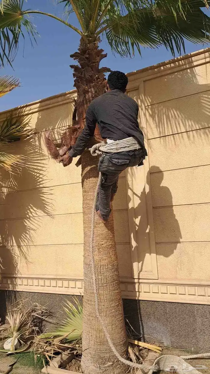 لجميع أعمال النخيل والواشنطن 2